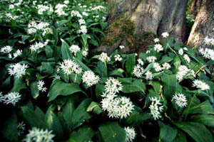 fotokurs landschaftsfotografie th�ringen nationalpark hainich fr�hling